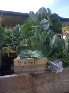 Brussel Sprouts at the Warrendale Community Organization's garden